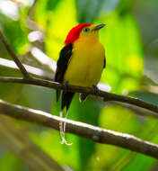 Image of Wire-tailed Manakin