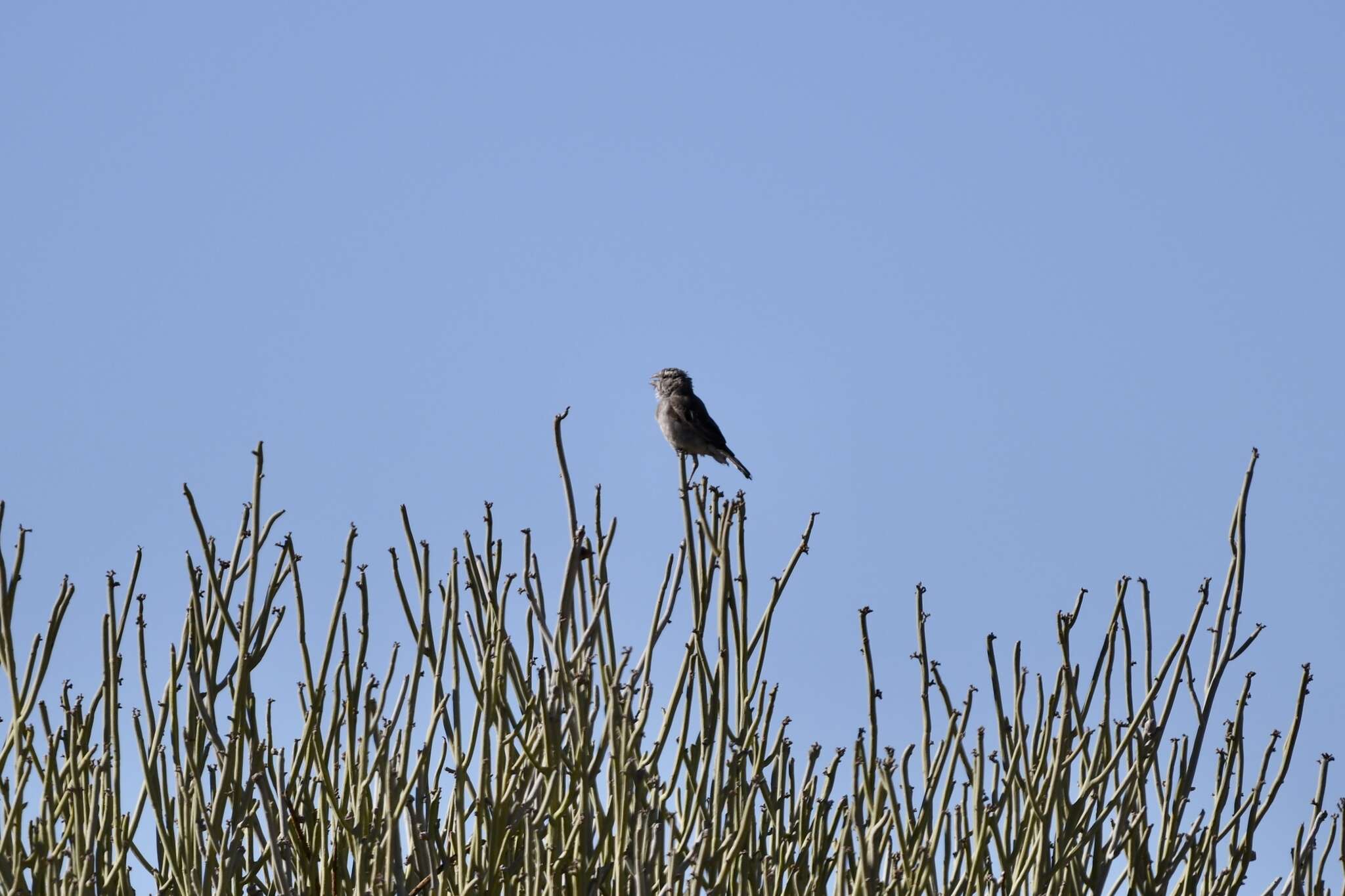 Image of White-throated Canary