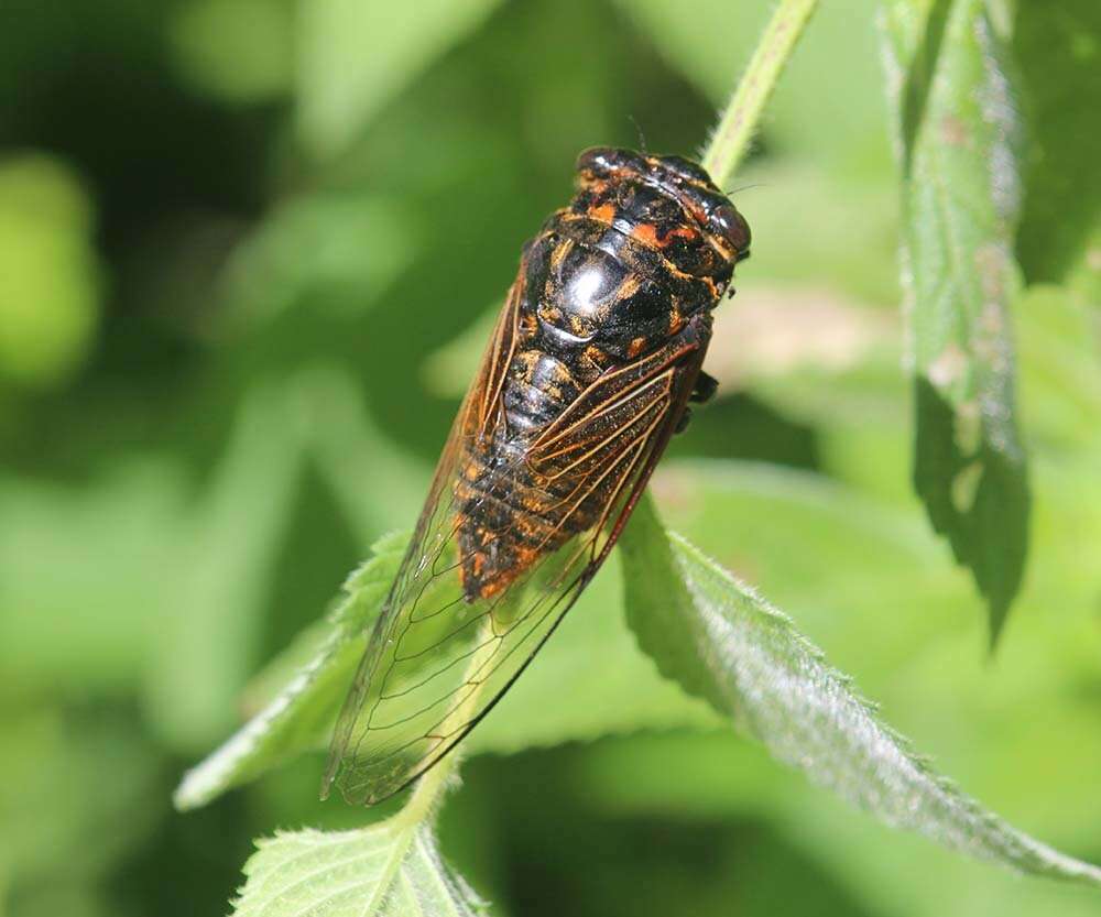 Image of Cryptotympana mandarina Distant 1891