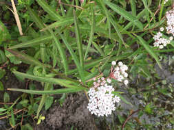 Imagem de Asclepias perennis Walt.