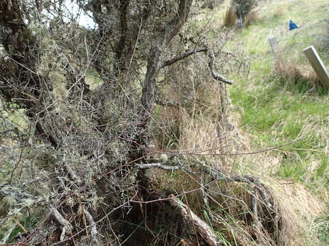 Image of Carmichaelia kirkii Hook.