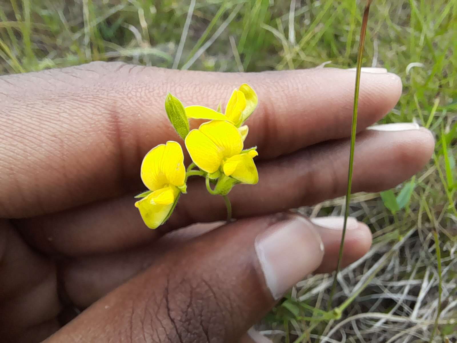 Image of Rhynchosia leucoscias Harv.