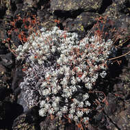 Image of Craters of the Moon cushion buckwheat