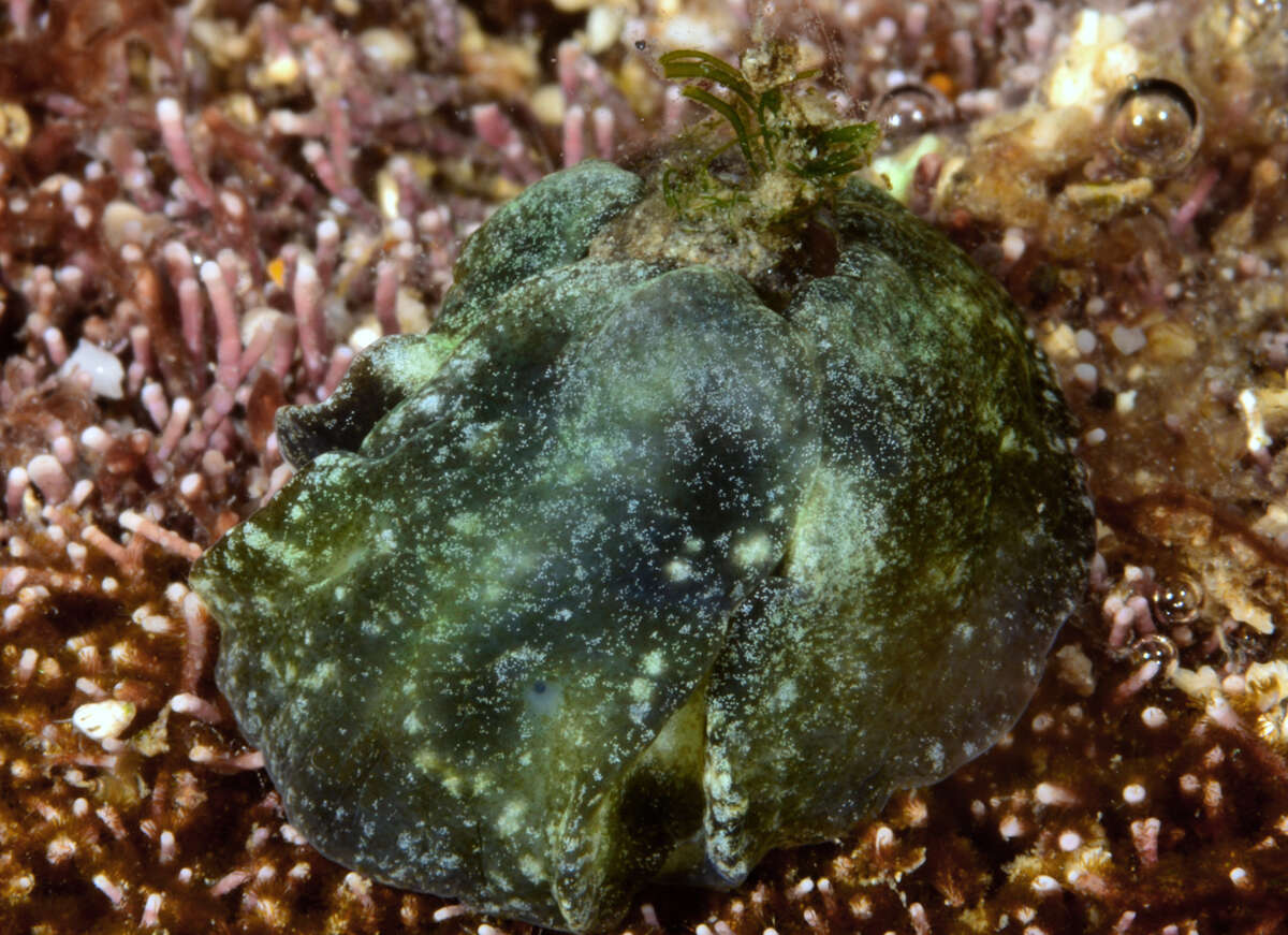 Image of emerald bubble snail