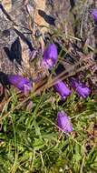 Image of Campanula willkommii Witasek