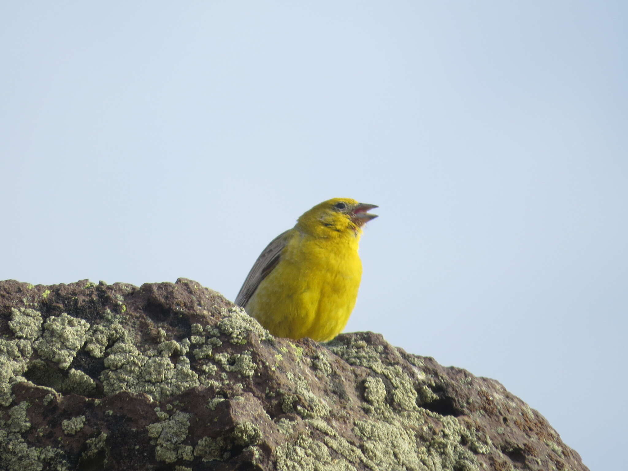 Image of Greater Yellow Finch