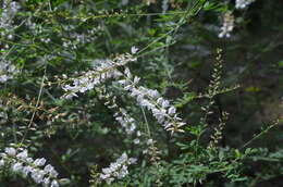 Image of Astragalus melilotoides Pall.