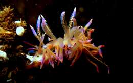 Image of Sea slug