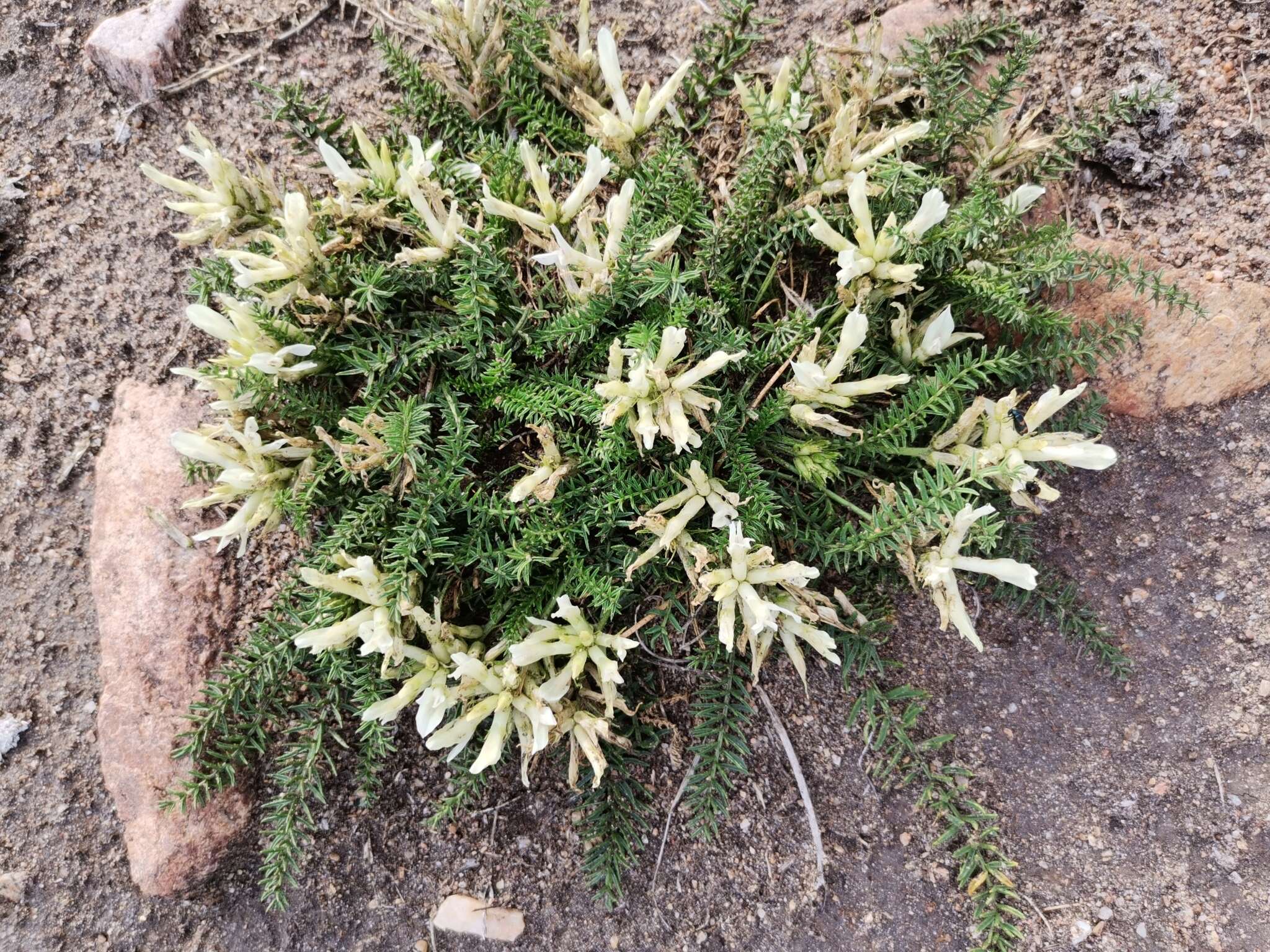 Oxytropis muricata (Pall.) DC. resmi