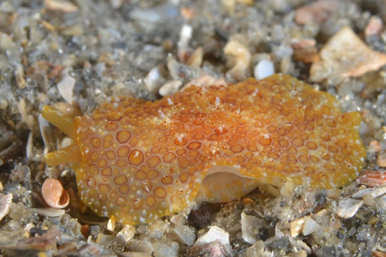 Image of Atlantic side-gilled sea slug