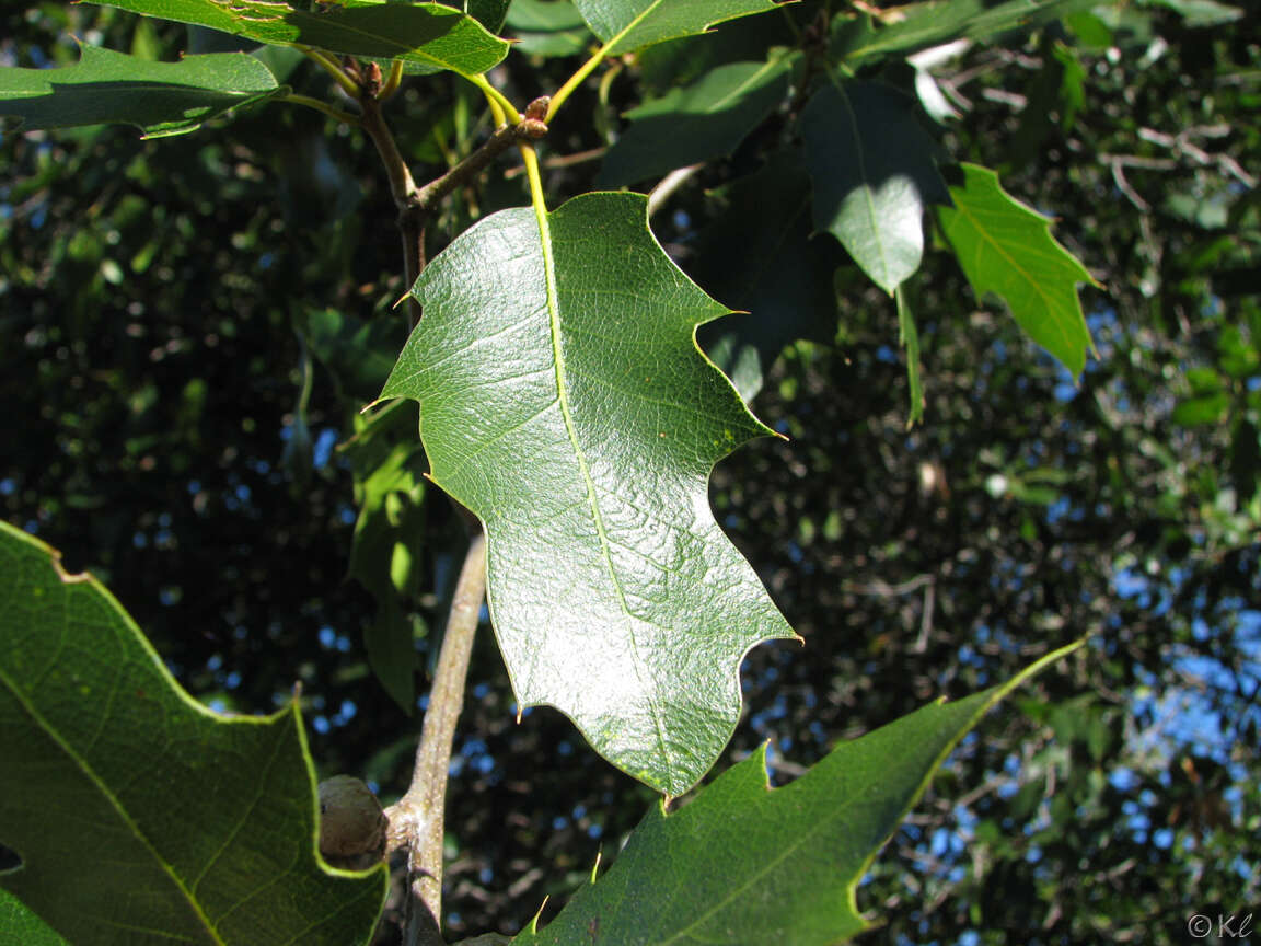 Image of oracle oak