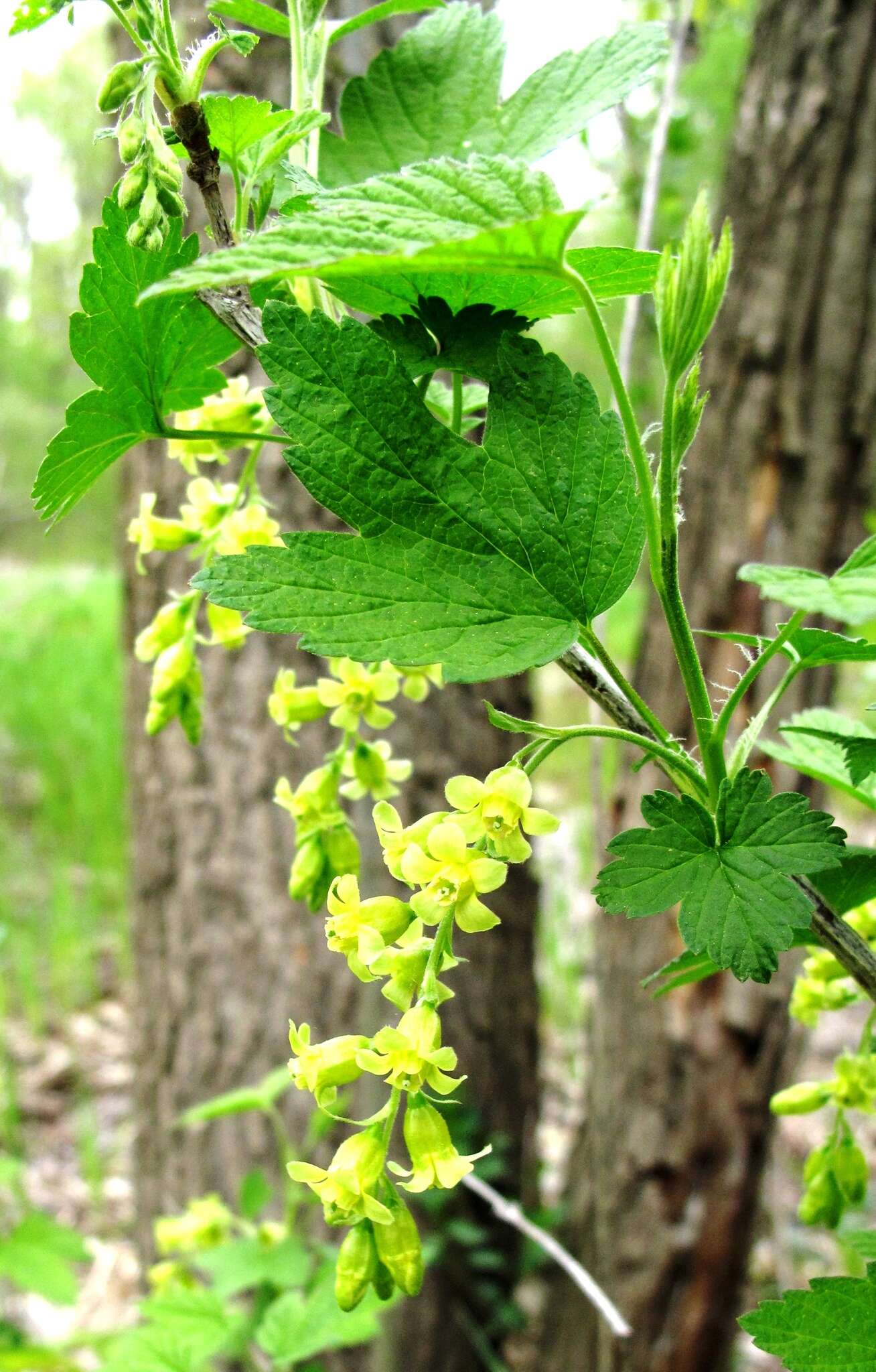 Image of American black currant