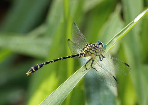 Imagem de Austrogomphus arbustorum Tillyard 1906