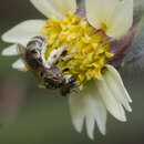 Sivun Halictus lucidipennis Smith 1853 kuva