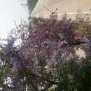 صورة Lagerstroemia loudonii Teijsm. & Binn.