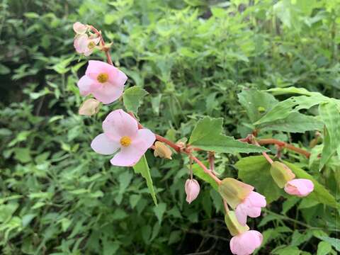 Image of Begonia angustiloba A. DC.