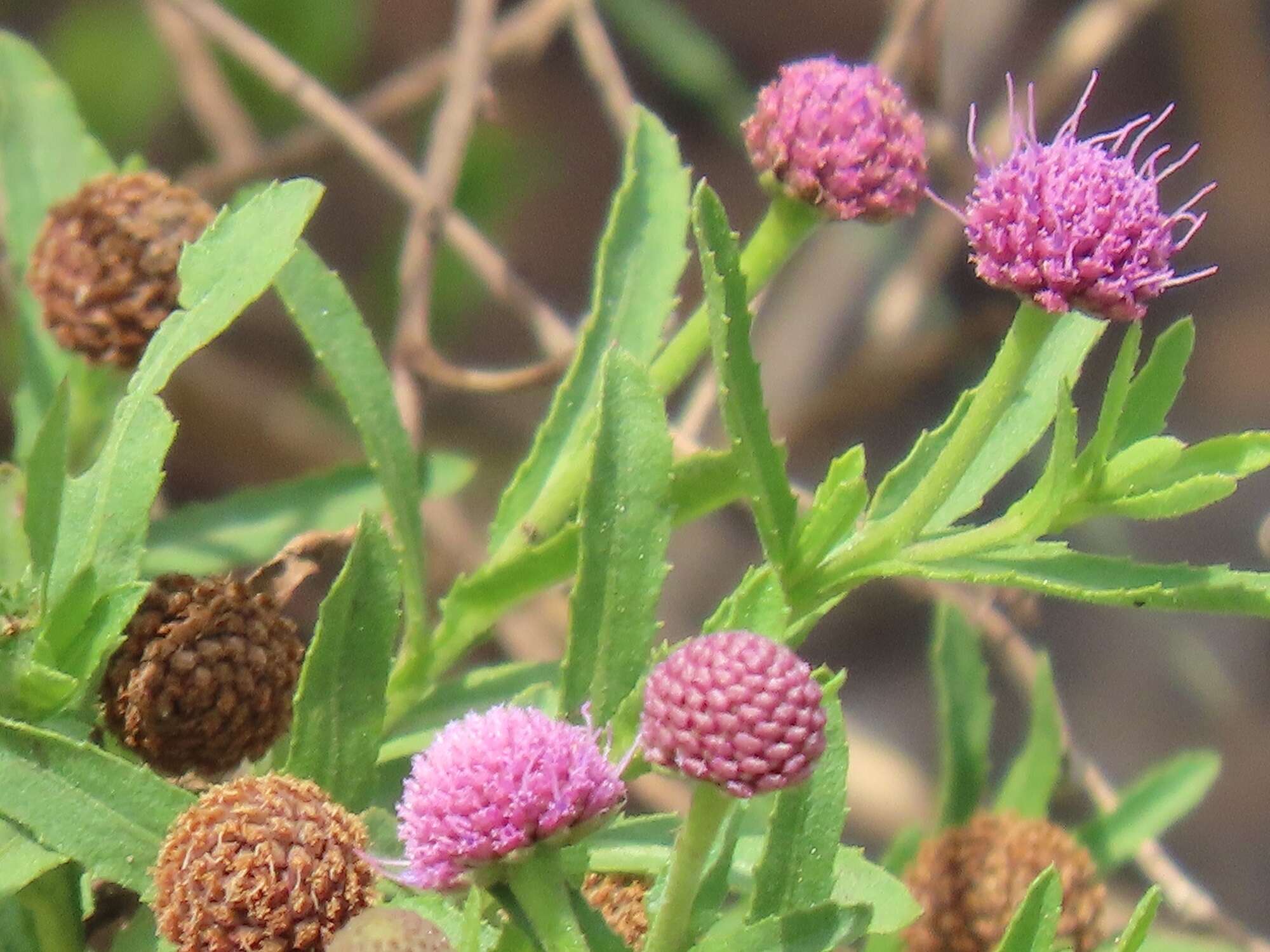 Plancia ëd Sphaeranthus peduncularis DC.