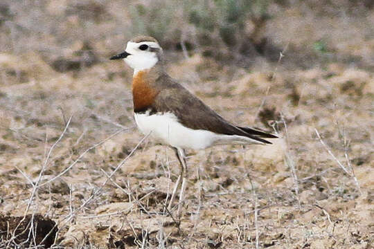 Image of Caspian Plover