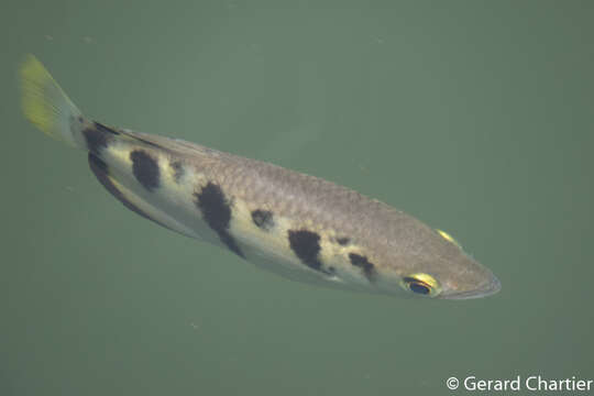 Image of Sevenspot archerfish