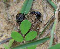 Image of Gymnopleurus (Metagymnopleurus) koenigi (Fabricius 1775)