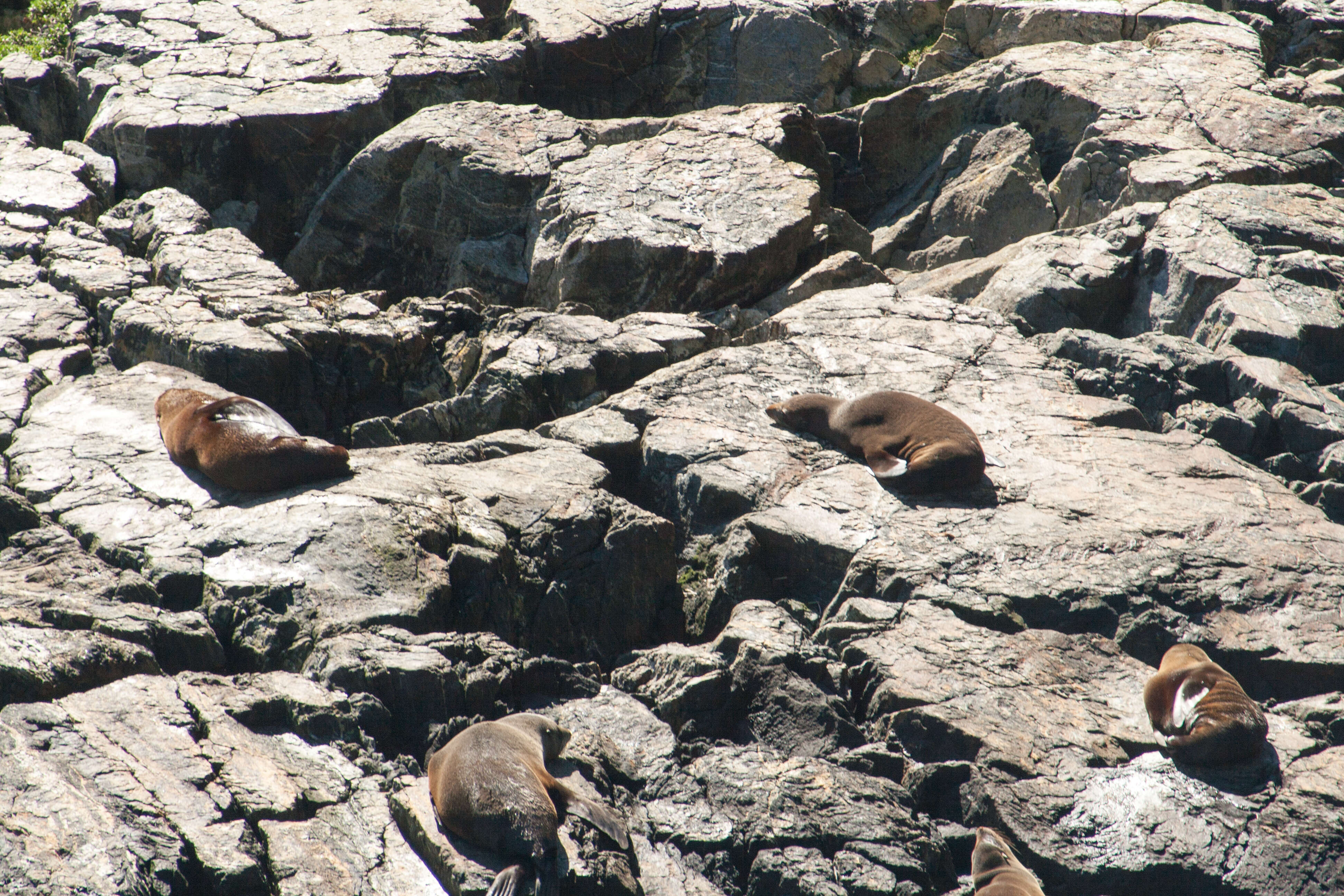 Image of Antipodean Fur Seal