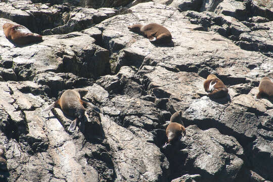 Image of Antipodean Fur Seal