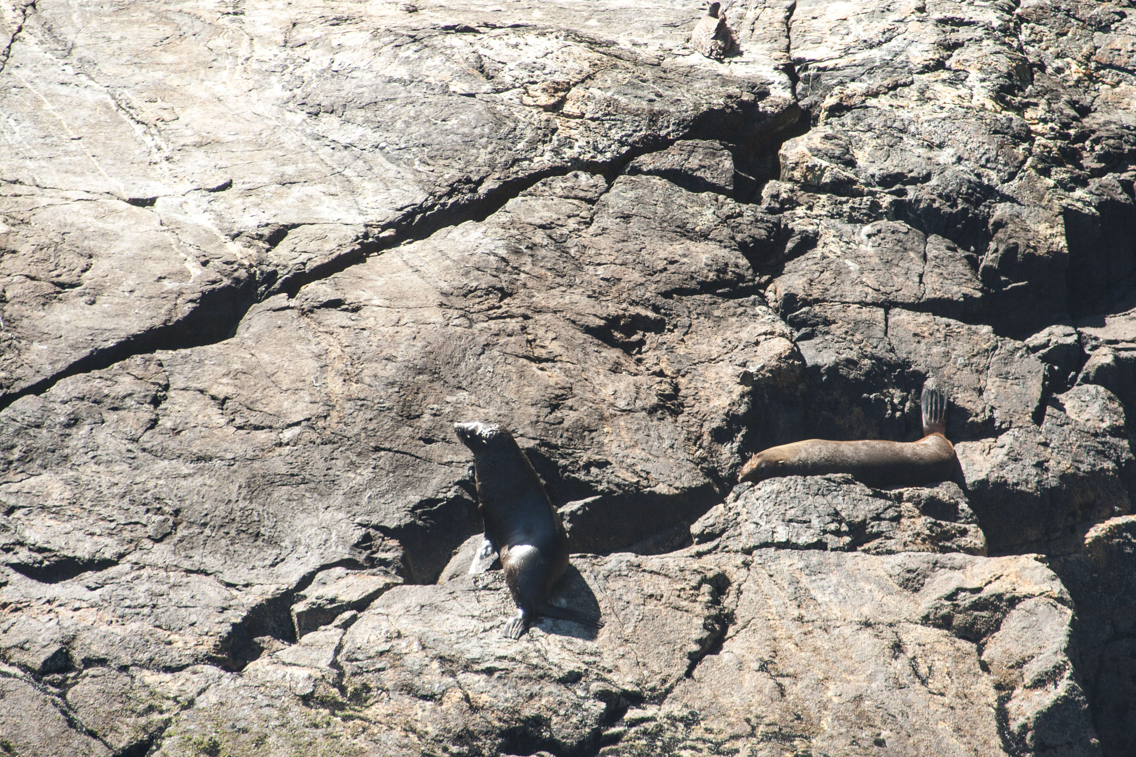 Image of Antipodean Fur Seal