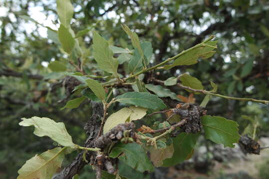 Image of Quercus castanea Née