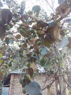 Image of Indian Jujube