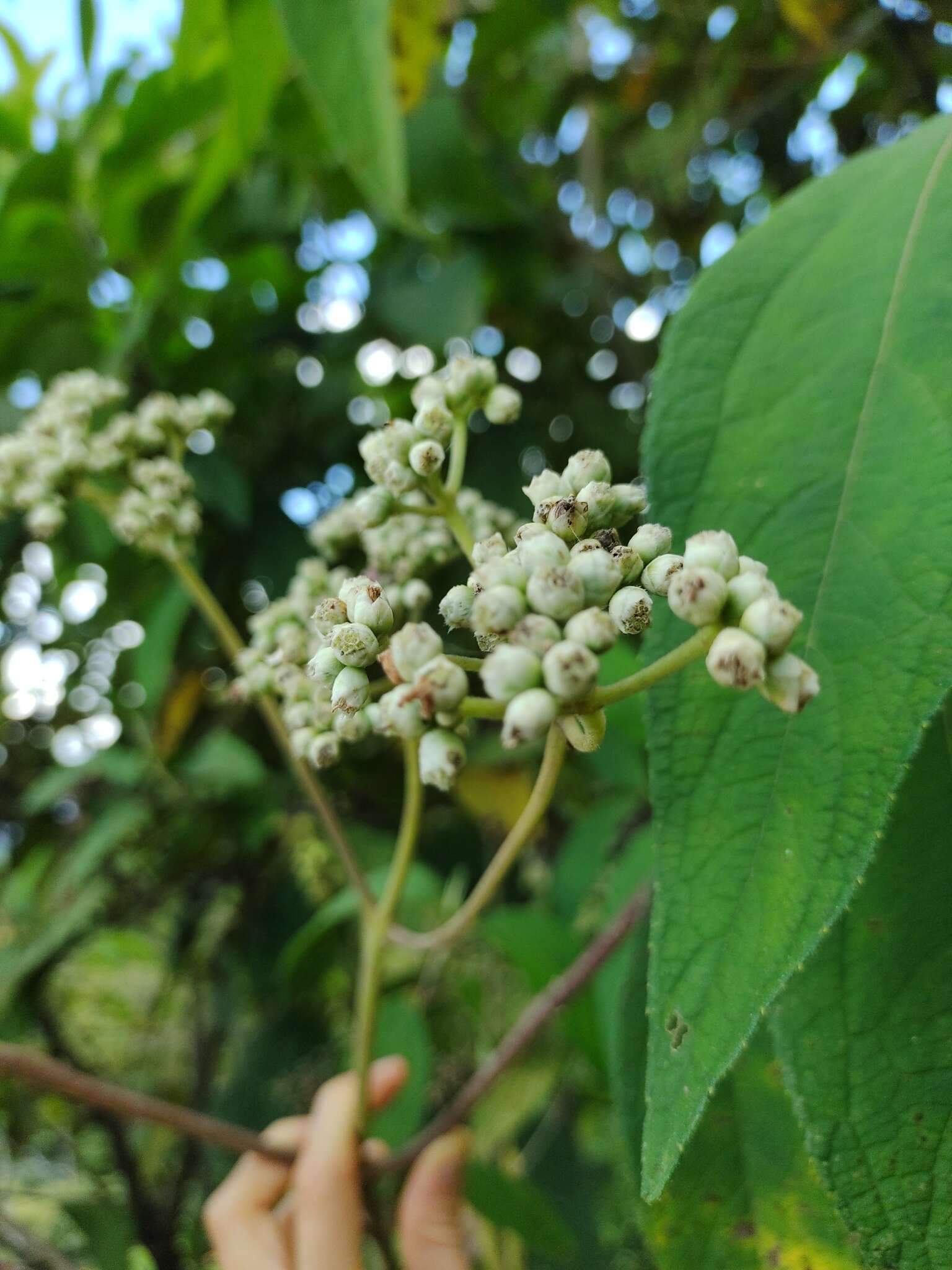 Image of Ageratina popayanensis (Hieron.) R. King & H. Rob.