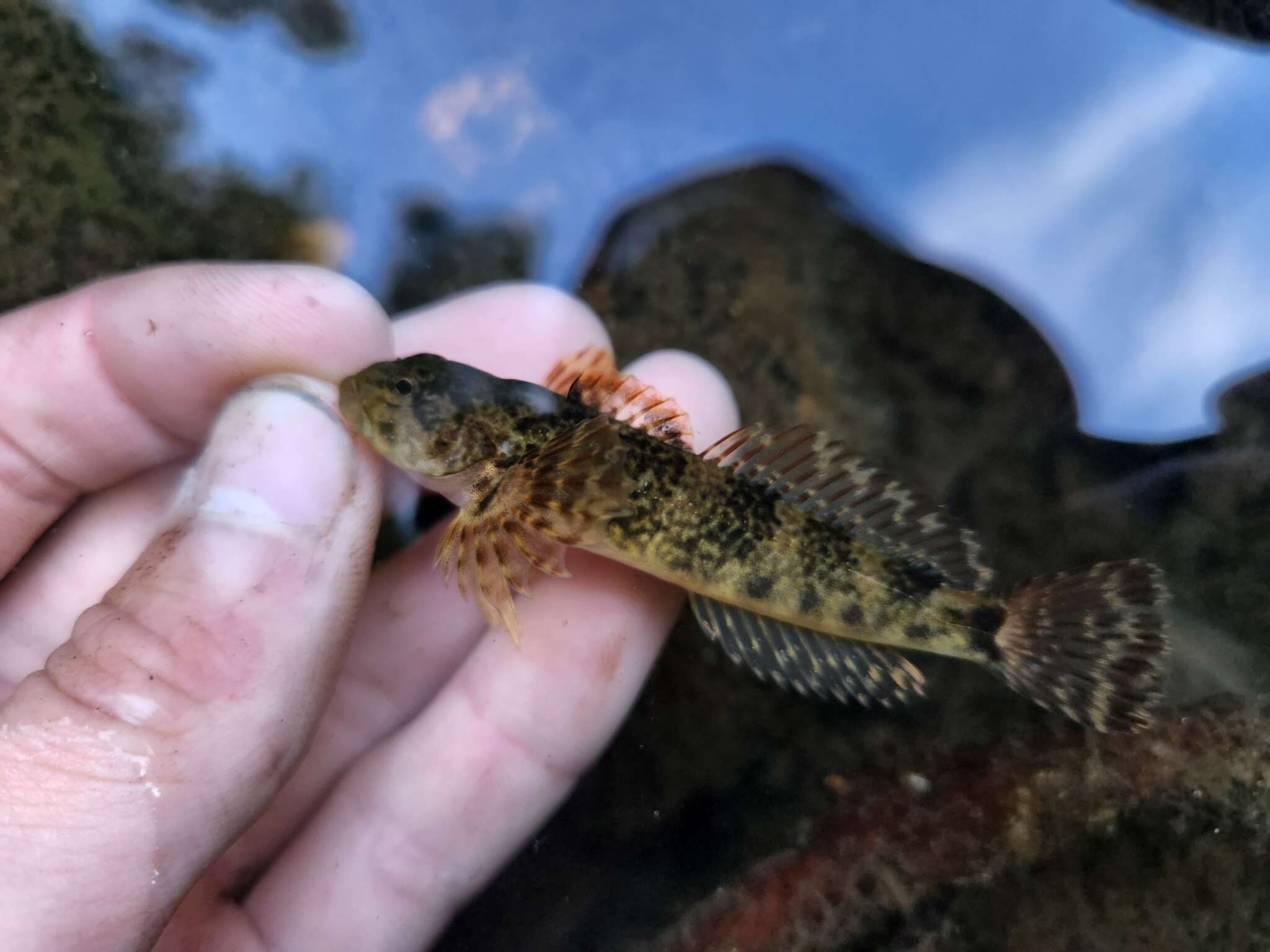 Image of Slimy Sculpin