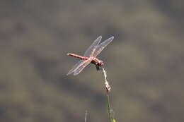 Image of Variegated Meadowhawk