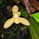 Imagem de Maxillaria rufescens Lindl.