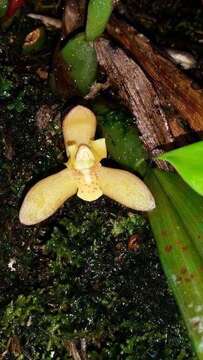 Image of Maxillaria rufescens Lindl.