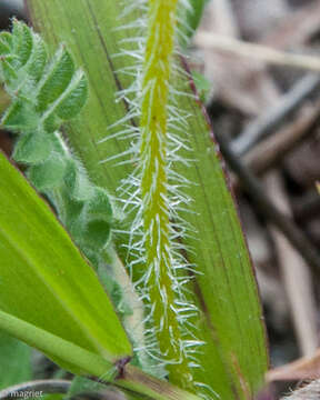 Imagem de Holothrix cernua (Burm. fil.) Schelpe