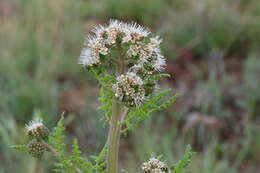 Phacelia alba Rydb. resmi