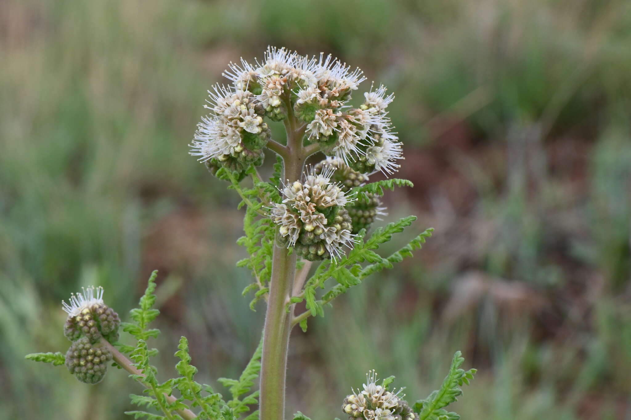 Phacelia alba Rydb. resmi