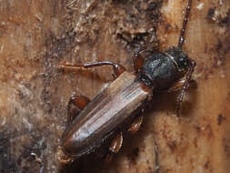 Image of Brown spruce longhorn beetle