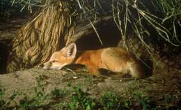 Image of Foxes