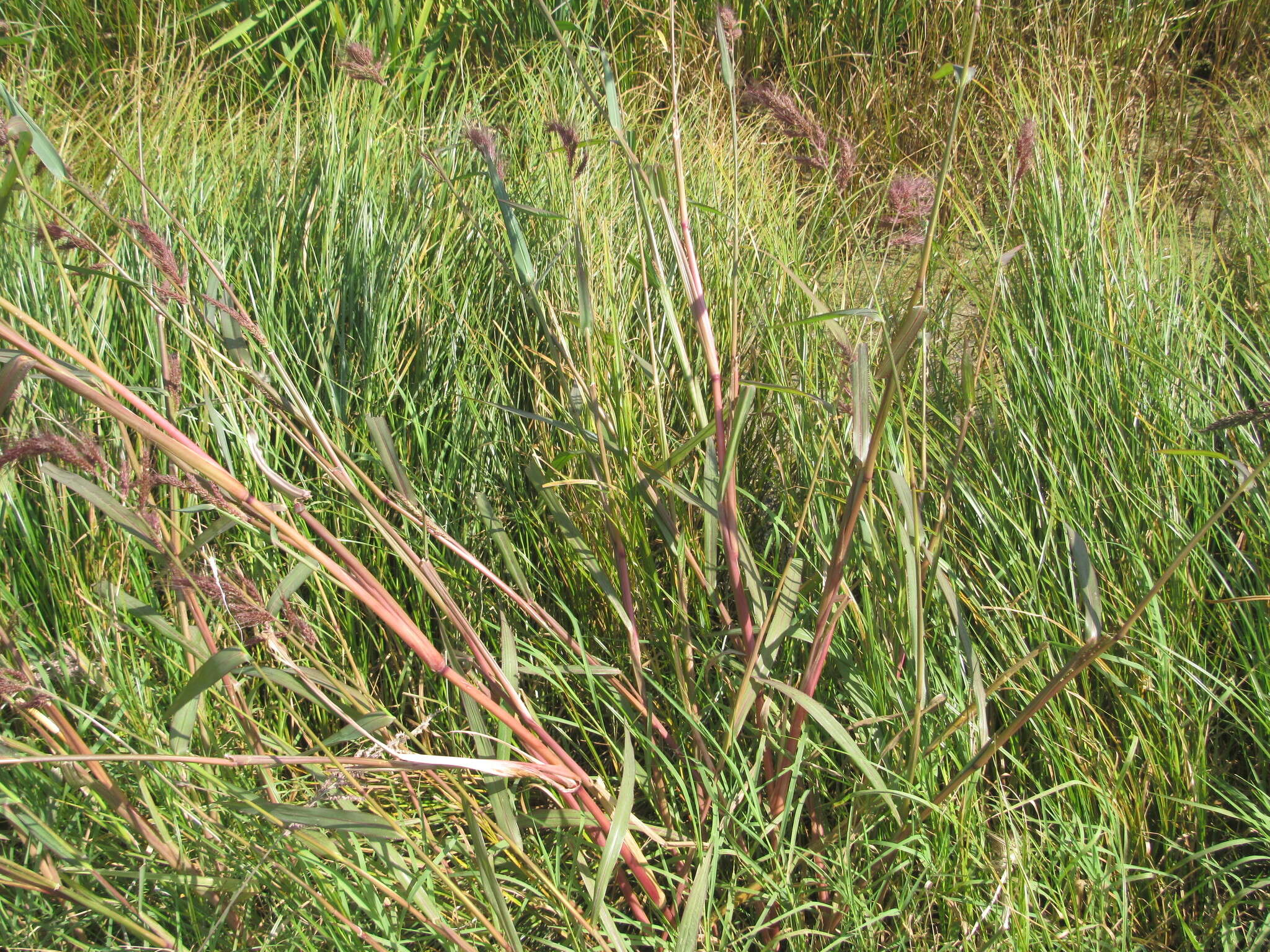 Image of Rice-Field Grass