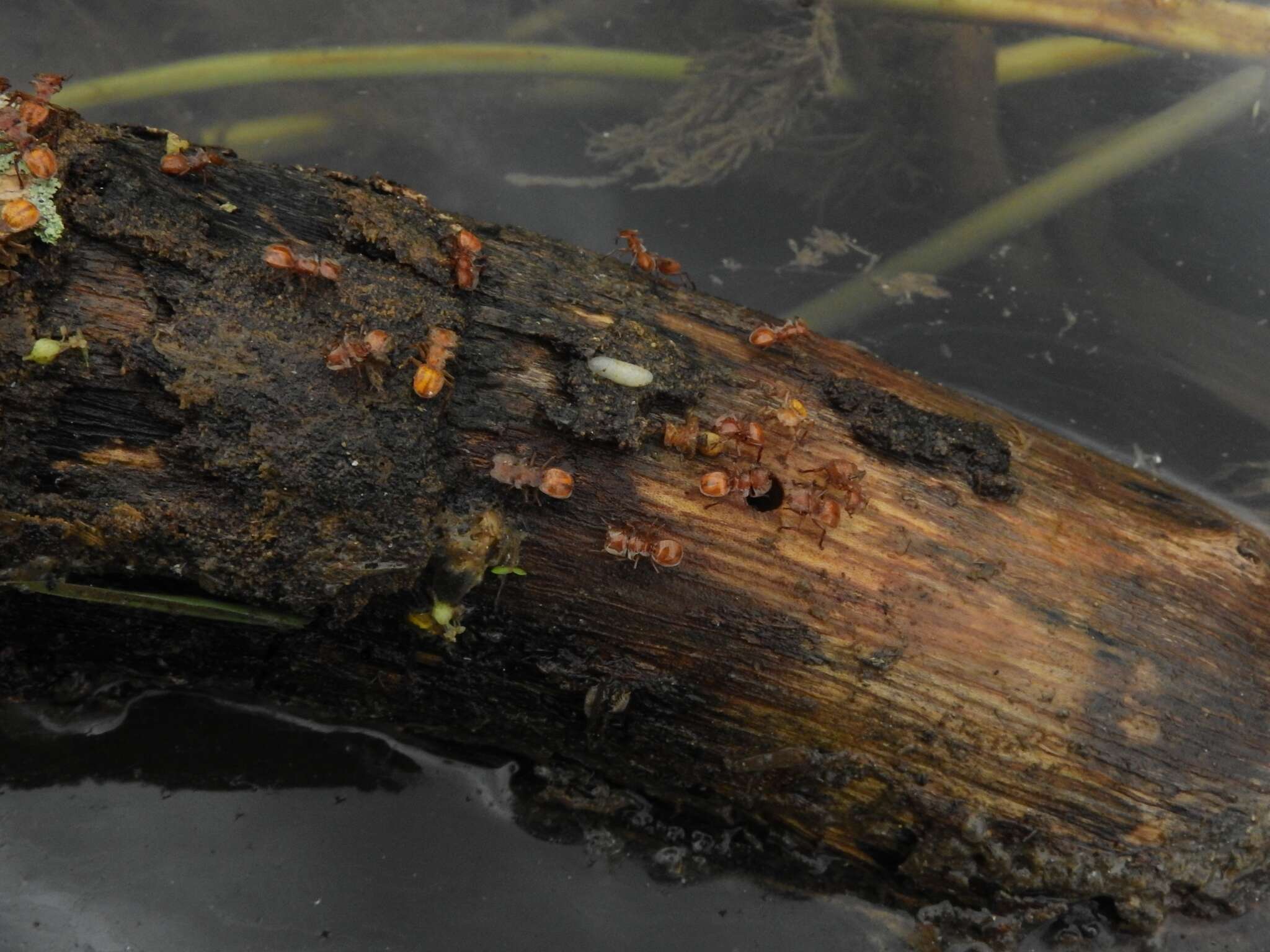 Cephalotes clypeatus (Fabricius 1804) resmi