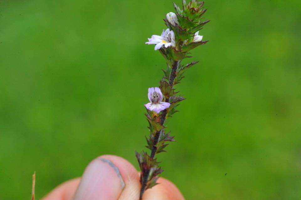 Imagem de Euphrasia stricta D. Wolff ex J. F. Lehm.