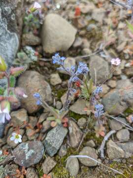 Imagem de Myosotis refracta Boiss.