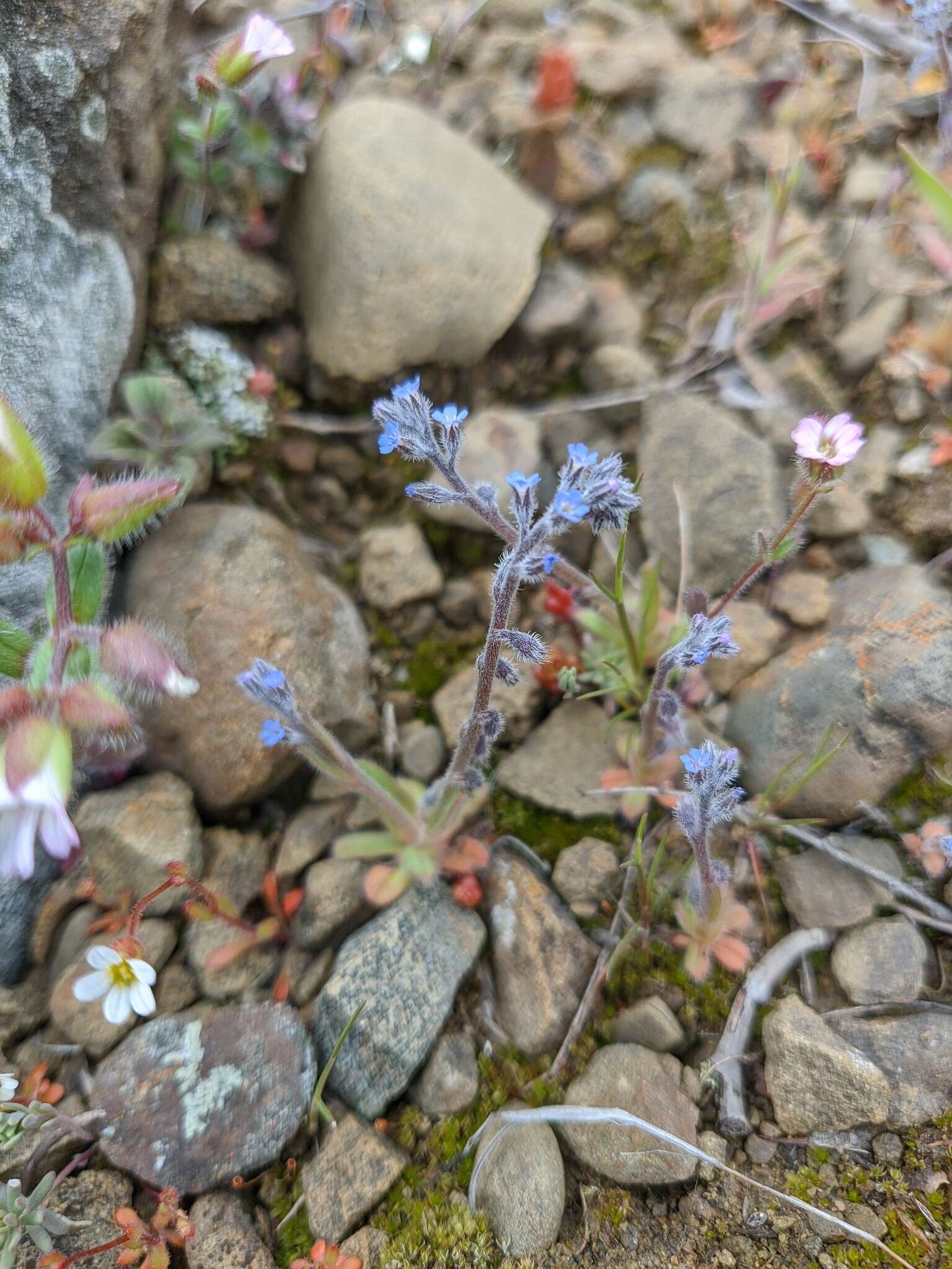 Image of Myosotis refracta Boiss.