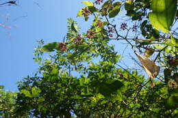 Image of Smilax bracteata C. Presl