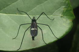 Image of Hexatoma (Eriocera) hilpa (Walker 1848)