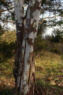 Слика од Eucalyptus camaldulensis subsp. camaldulensis