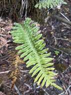 Sivun Polypodium pellucidum Kaulf. kuva