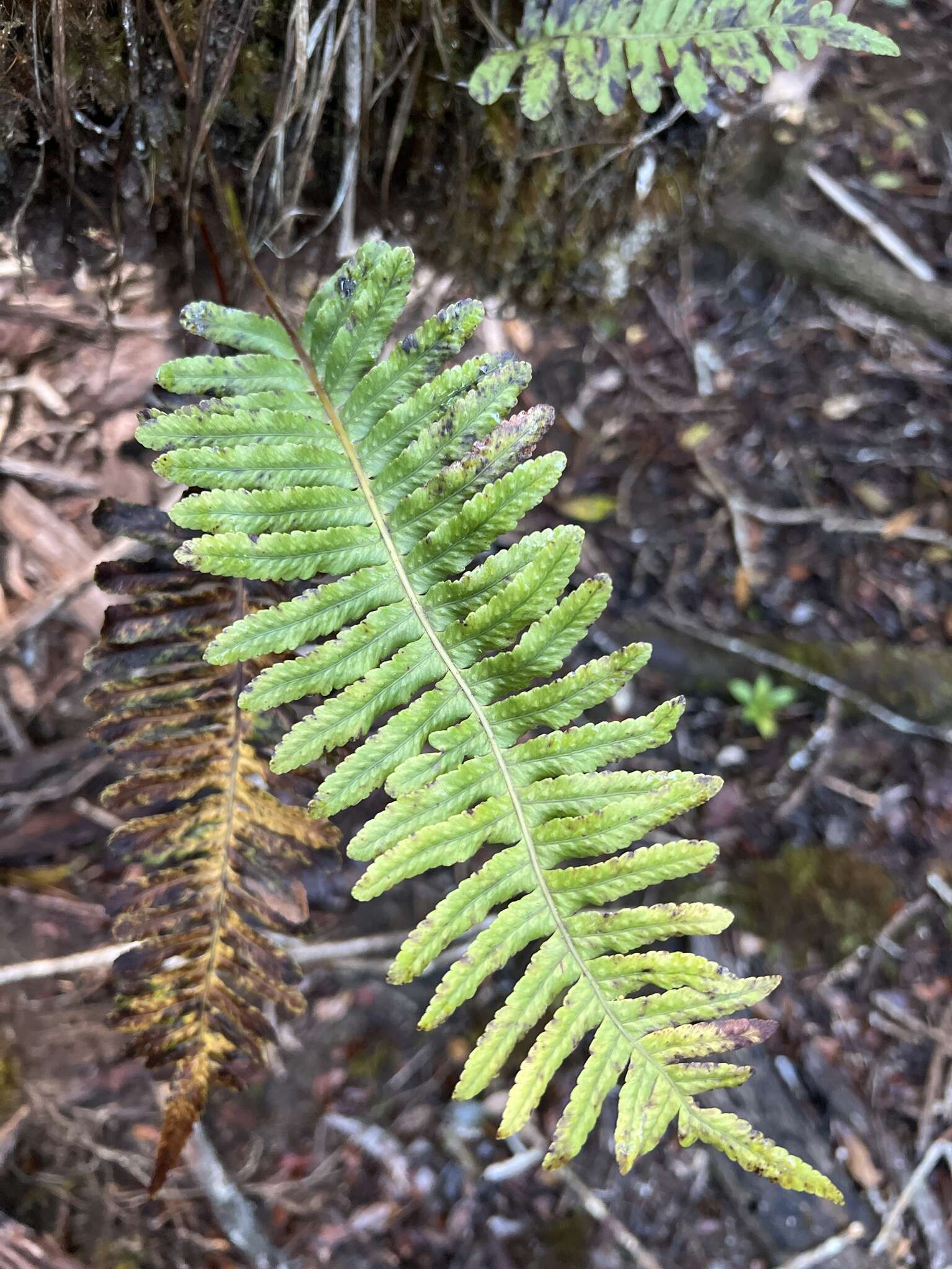 Слика од Polypodium pellucidum Kaulf.