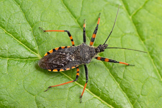 Plancia ëd Rhynocoris annulatus (Linnaeus 1758)